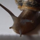 l'escargot