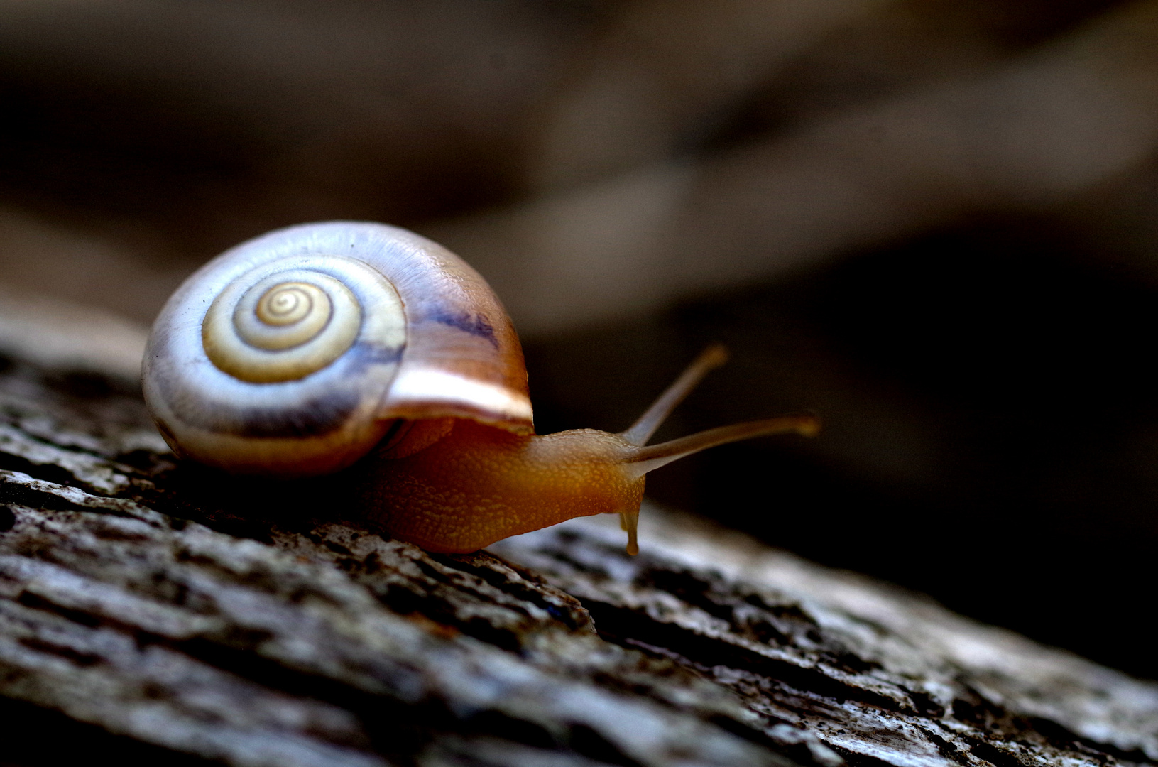 L´escargot