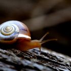 L´escargot