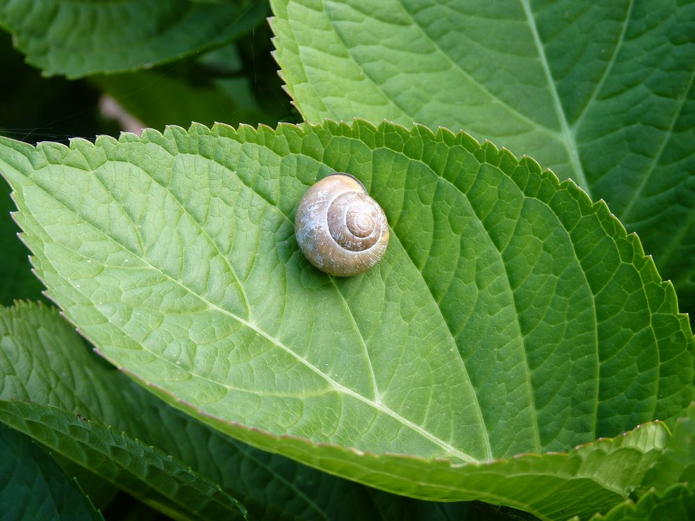 L'escargot