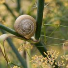 L'Escargot des Haies