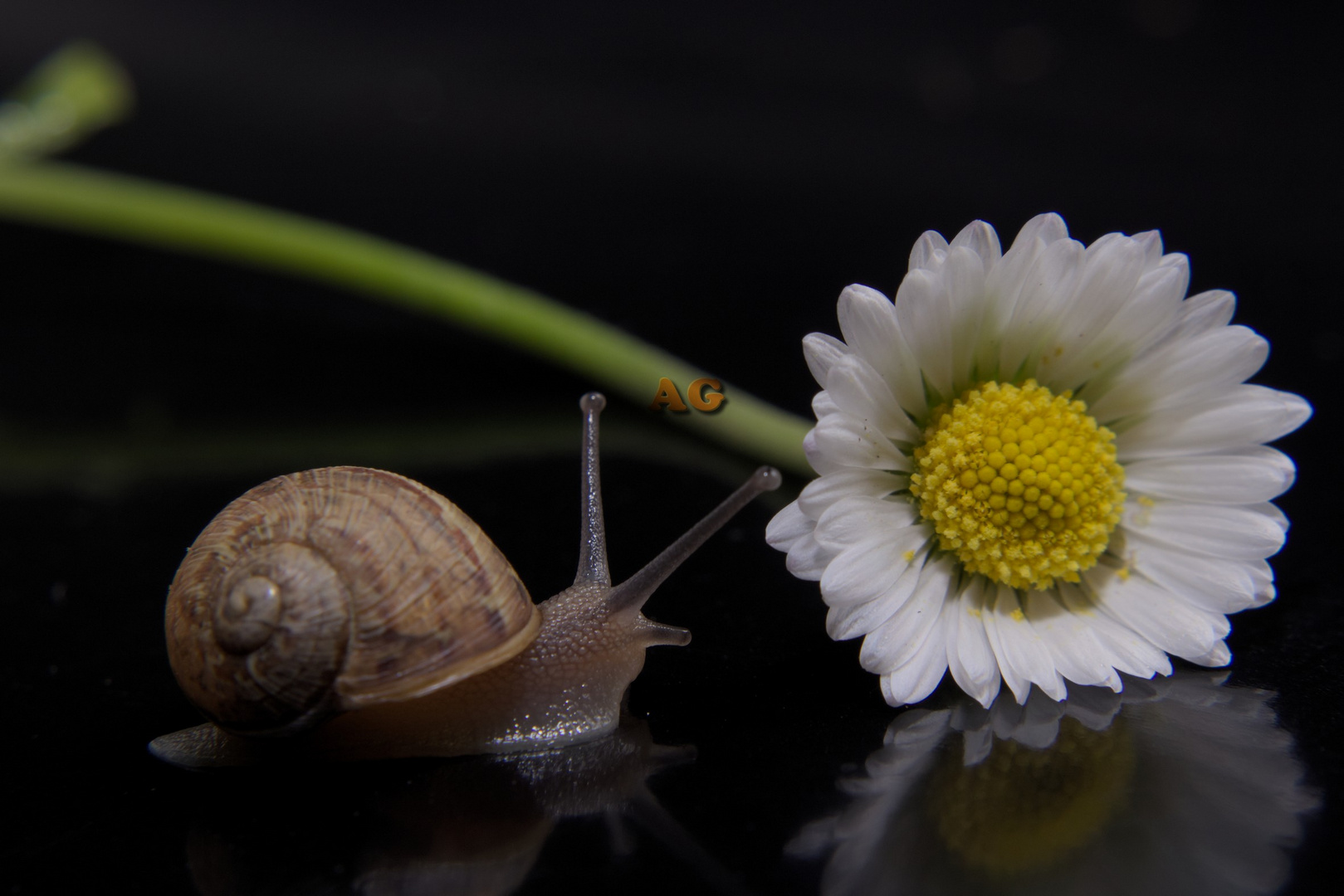 l'escargot et la pâquerette