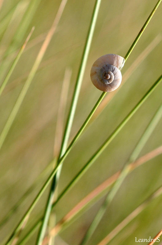 l'escargot