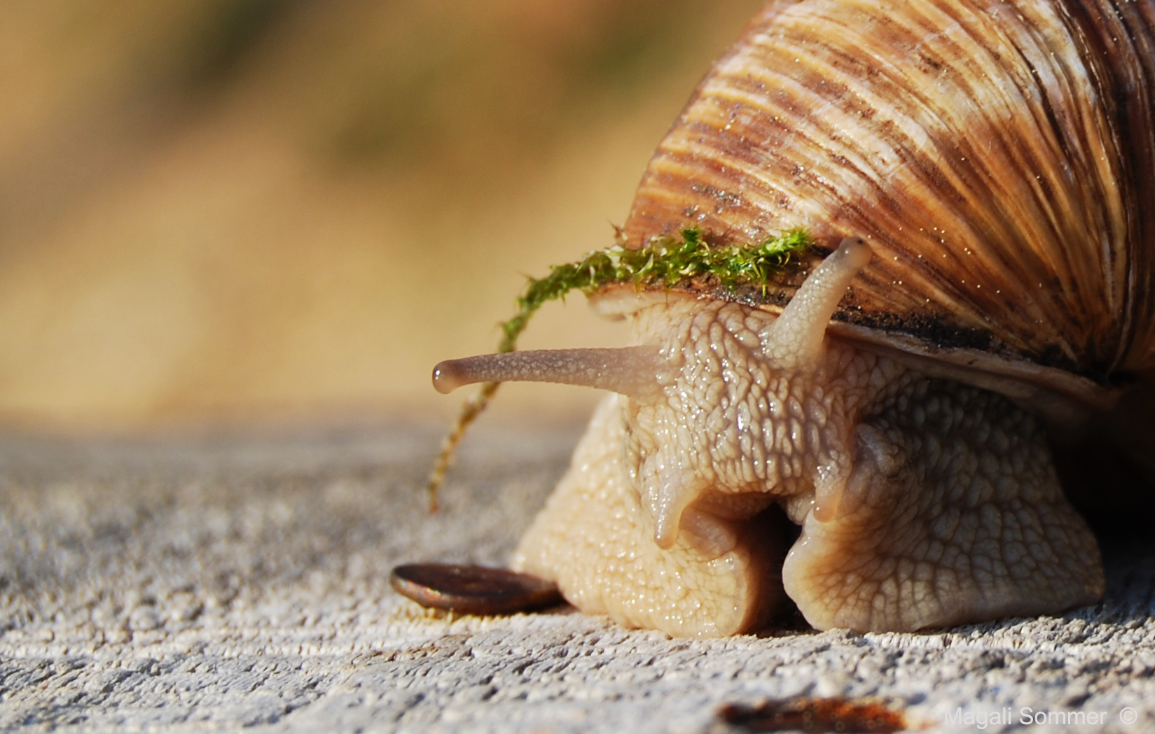 l'escargot mal coiffé