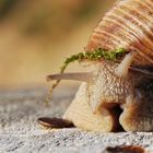 l'escargot mal coiffé