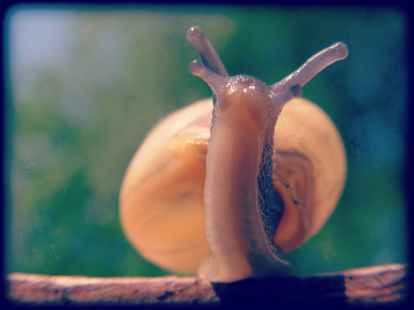 l'escargot marche droit devant lui ...