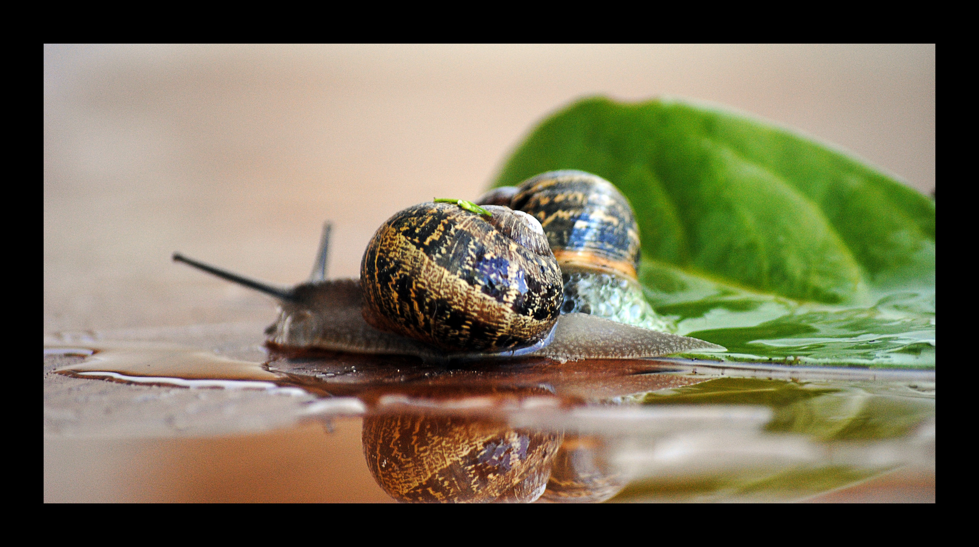 L'escargot ne s'est jamais moqué de la marche d'une tortue