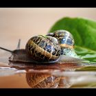 L'escargot ne s'est jamais moqué de la marche d'une tortue