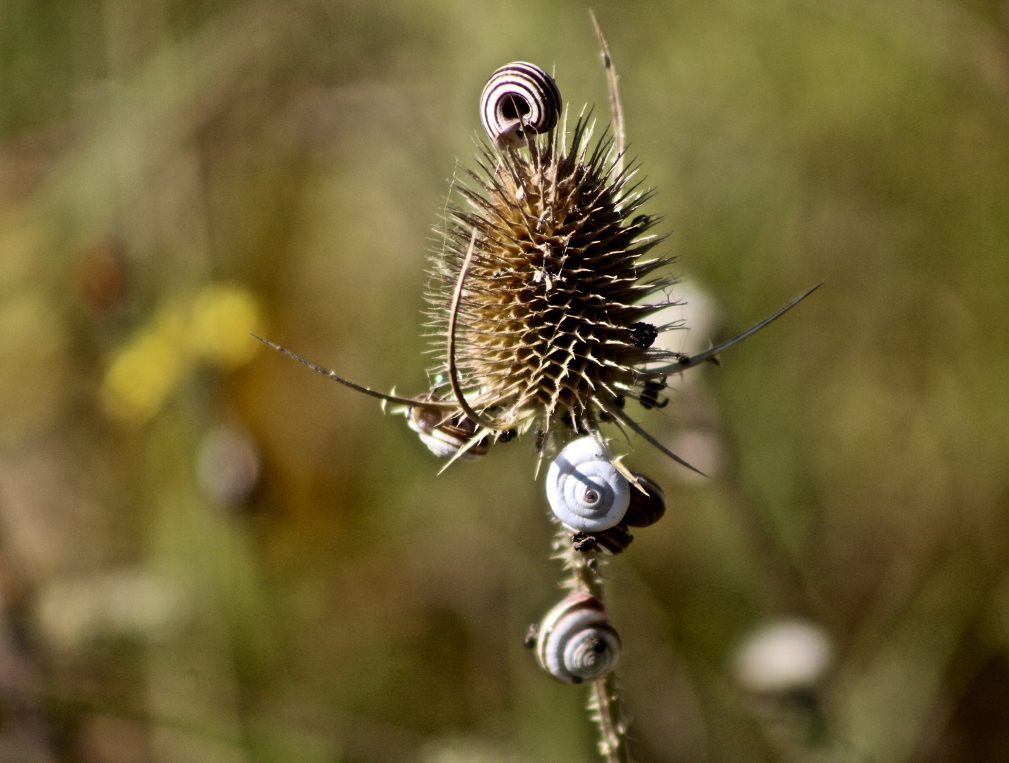 ... l´escargots !!!..