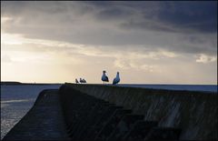 Lesconil 6