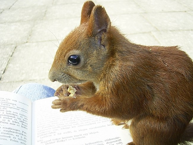 Lesen beim Essen?