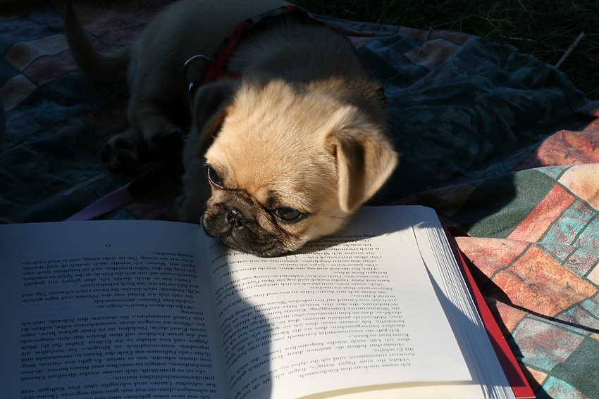 Lesen macht sooo müde