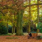 Lesende im Park - Herbststimmung im Forsrgarten Kleve