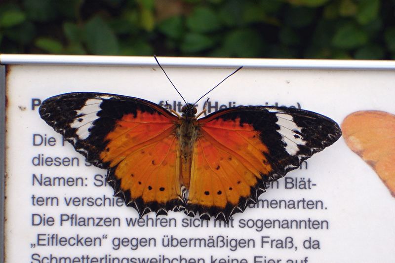 "Lesender" Schmetterling