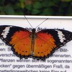 "Lesender" Schmetterling