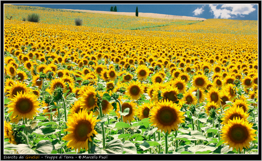 L'esercito dei Girasoli - Truppe di Terra !