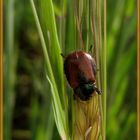 Lesezeichen für den Sommer