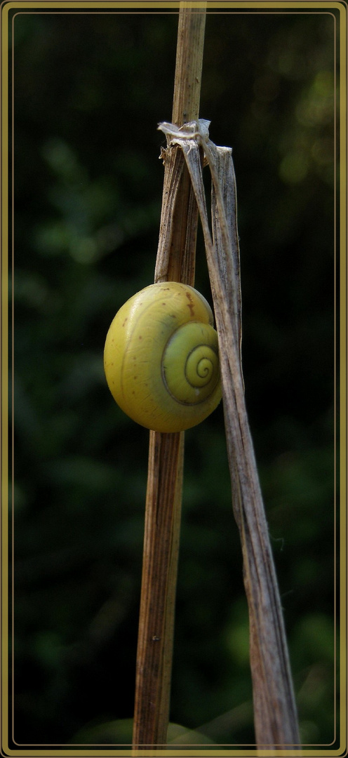 Lesezeichen für Schüchterne