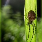 Lesezeichen für Sonnenflüchter