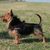 Lesnoy´s Australian Terrier