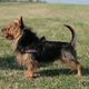 Lesnoy´s Australian Terrier