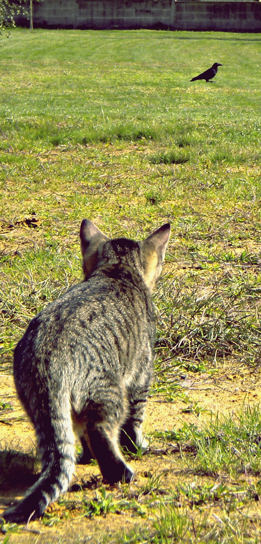 L'espoir d'un chat.