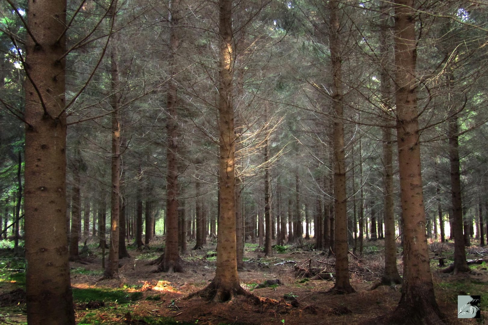 L’esprit de la forêt.