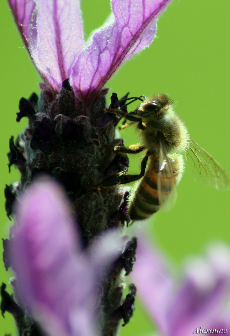 l'essentiel de la nature