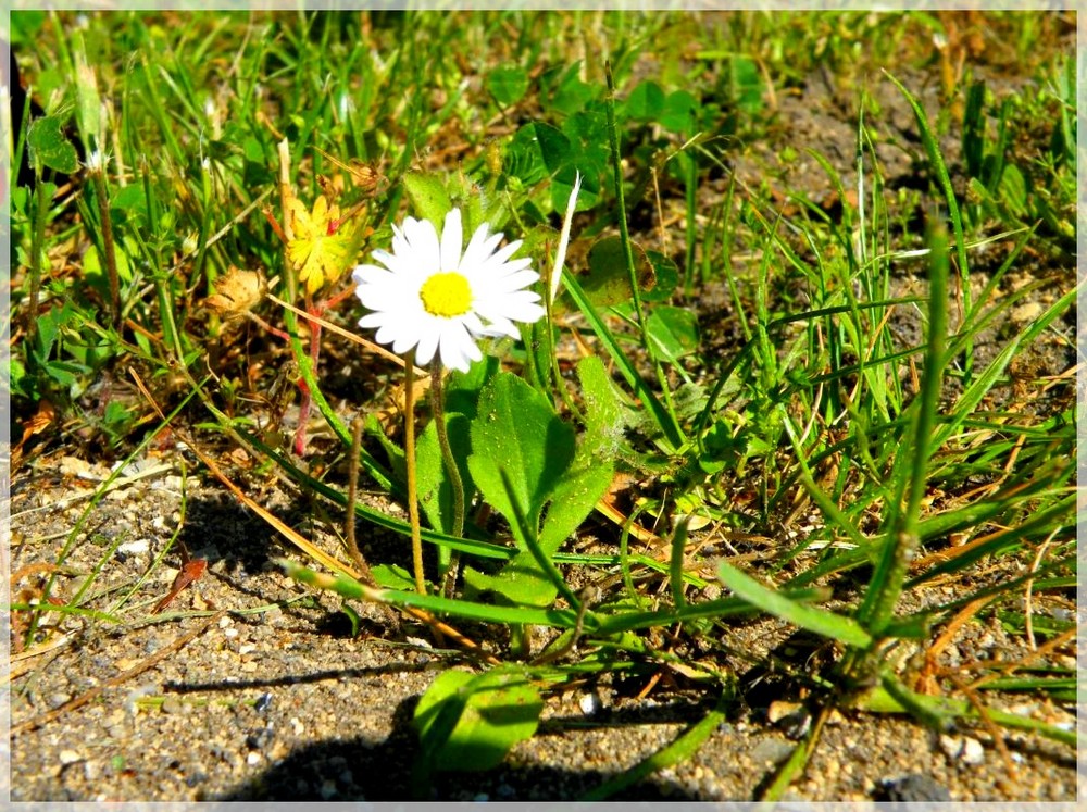 L'essentiel est de garder les pieds sur l'herbe.