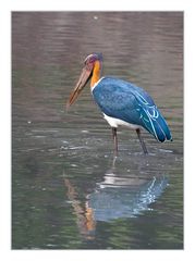 Lesser Adjutant