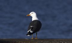 Lesser Black Backed Gull