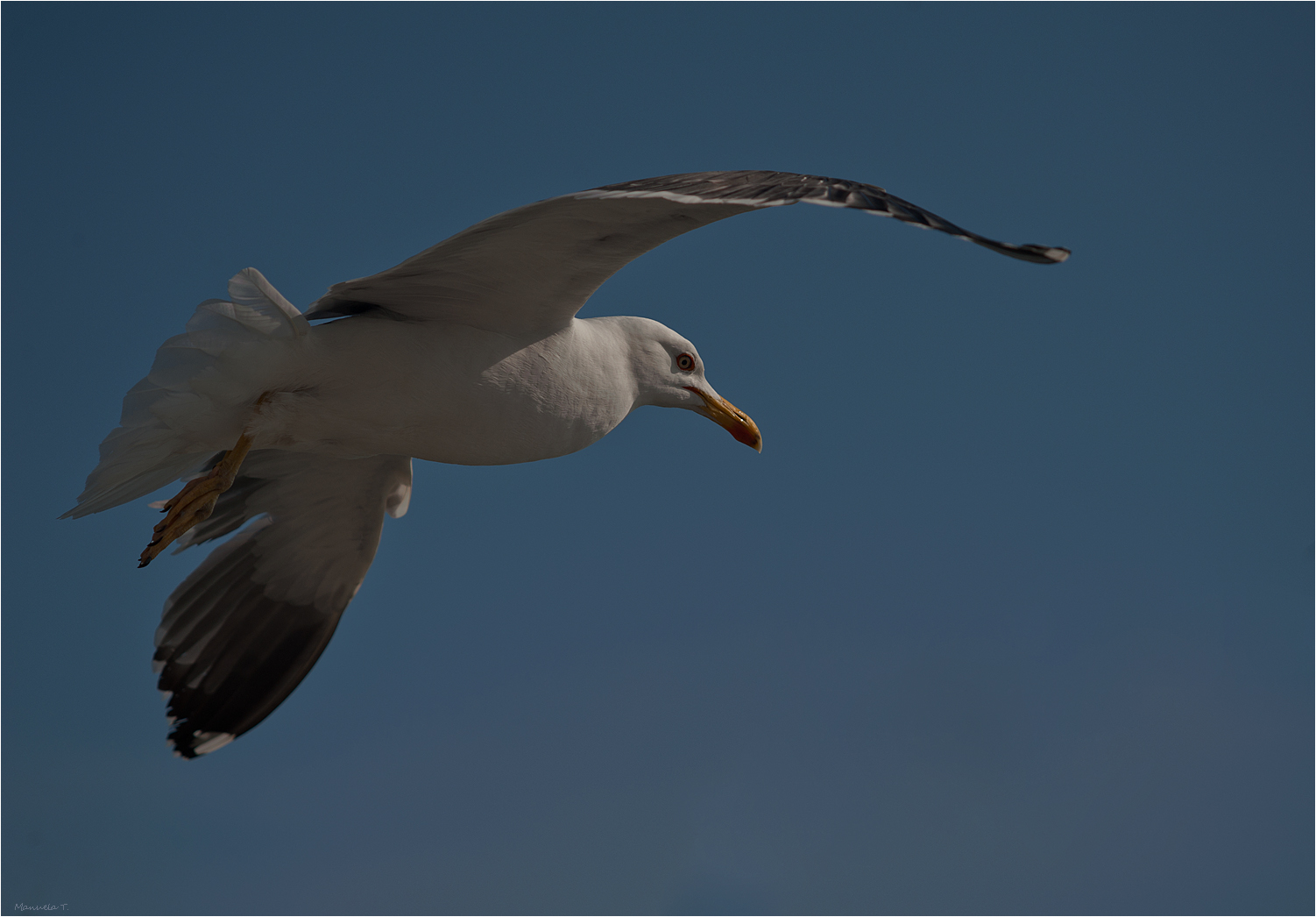 Lesser black-backed gull