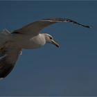 Lesser black-backed gull