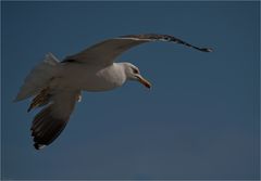 Lesser black-backed gull