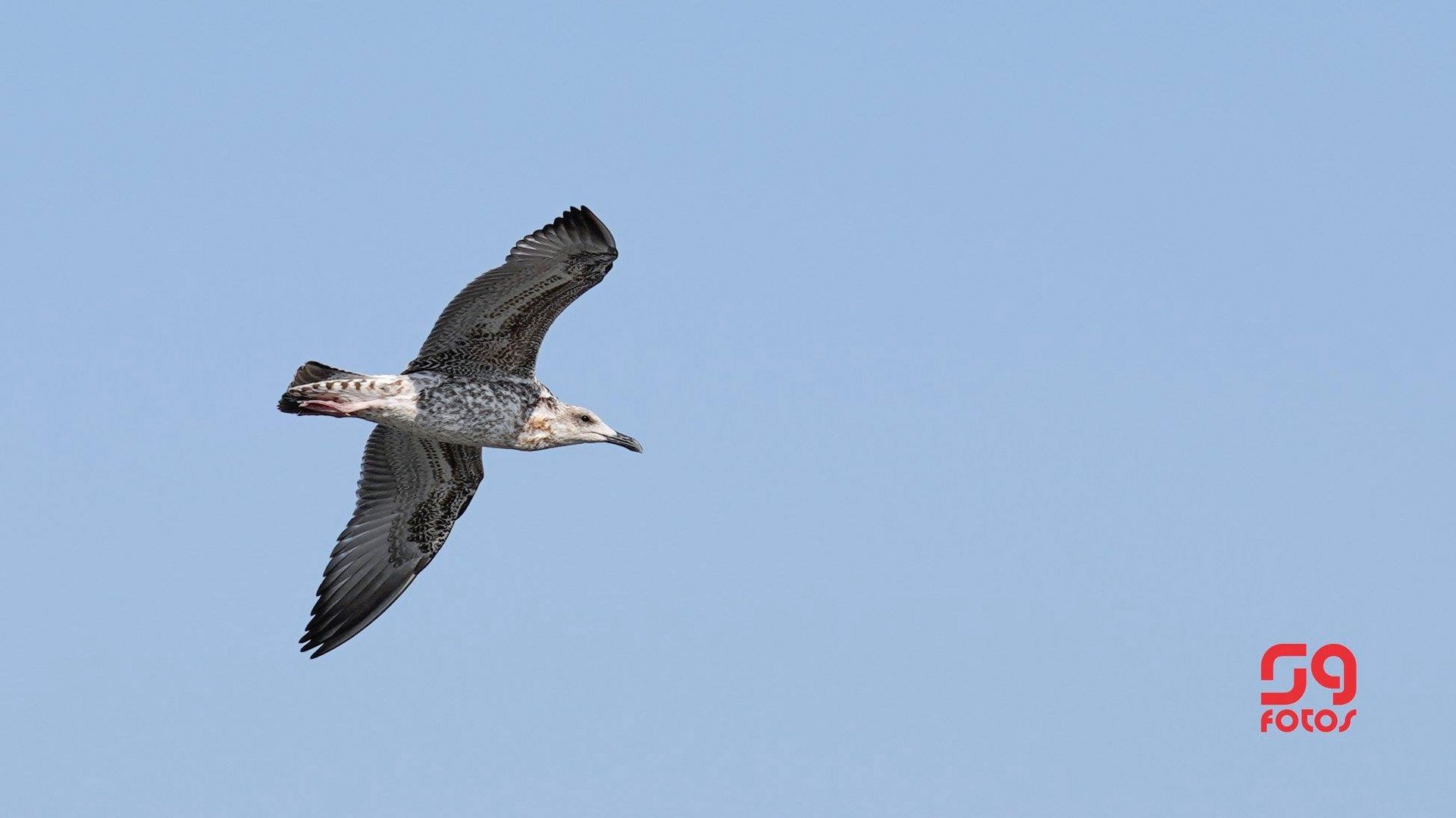 Lesser black-backed gull