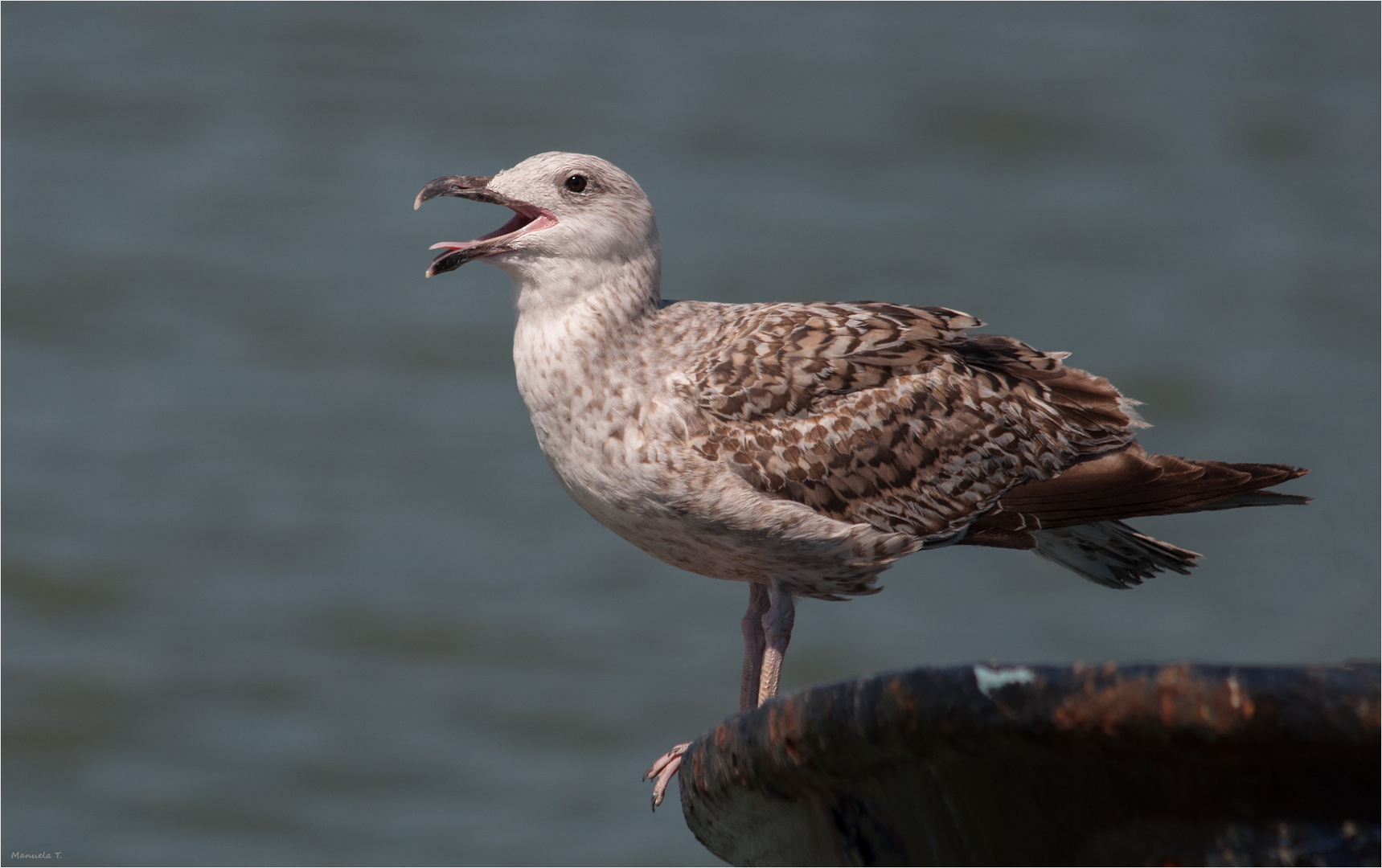  Lesser black-backed gull