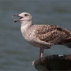  Lesser black-backed gull