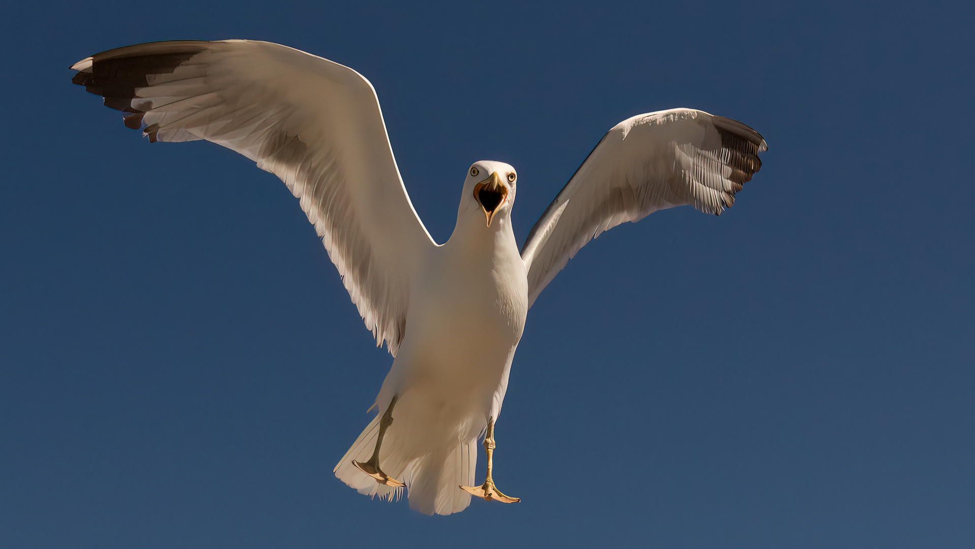 Lesser Black-backed Gull