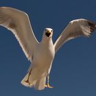 Lesser Black-backed Gull