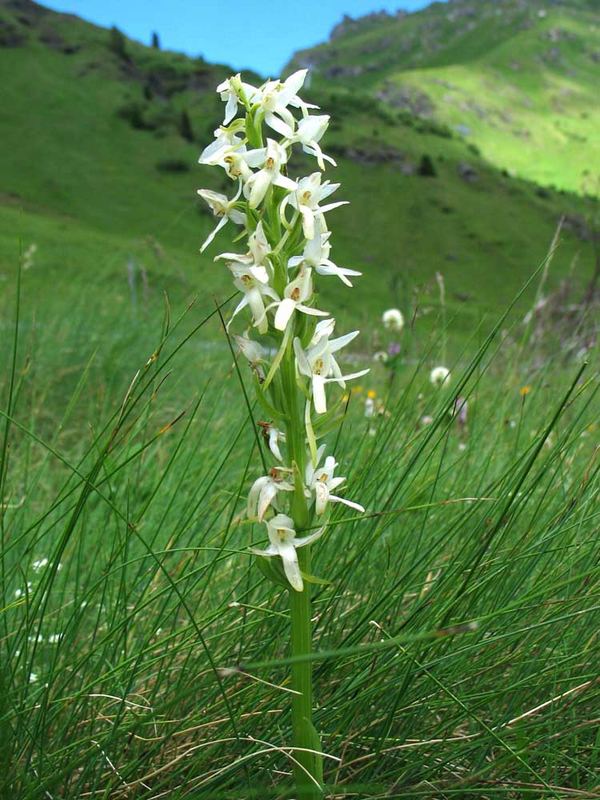 LESSER BUTTERFLY ORCHID (PLATANTHERA BIFOLIA)