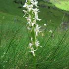 LESSER BUTTERFLY ORCHID (PLATANTHERA BIFOLIA)
