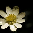 Lesser celandine (Ficaria verna)