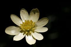 Lesser celandine (Ficaria verna)