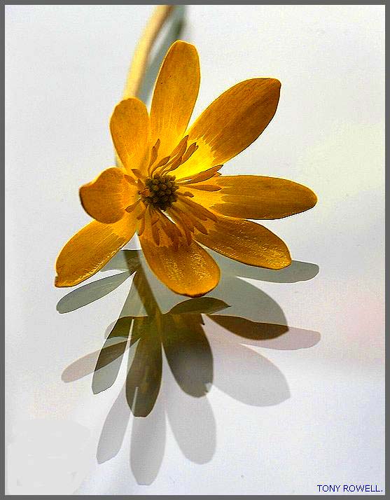 LESSER CELANDINE FLOWER.