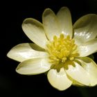 Lesser celandine (Pilewort, Ficaria verna) 