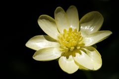 Lesser celandine (Pilewort, Ficaria verna) 