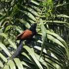 Lesser Coucal