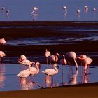 Lesser Flamingo.....