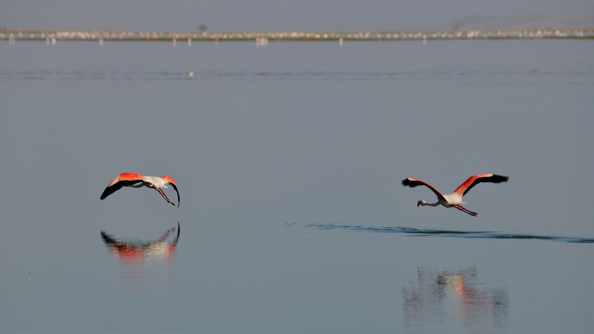 Lesser flamingo II