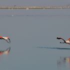 Lesser flamingo II